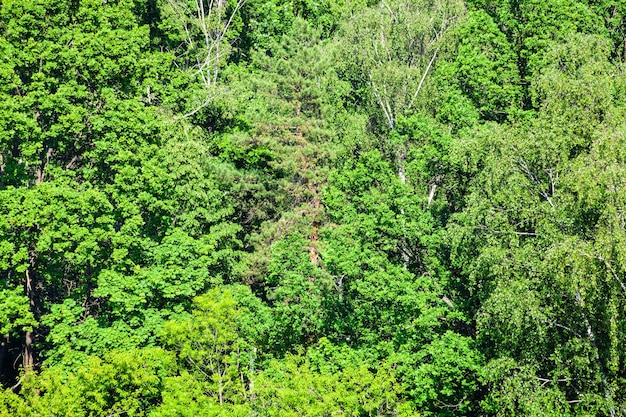 Bosque verde denso en un día soleado de verano