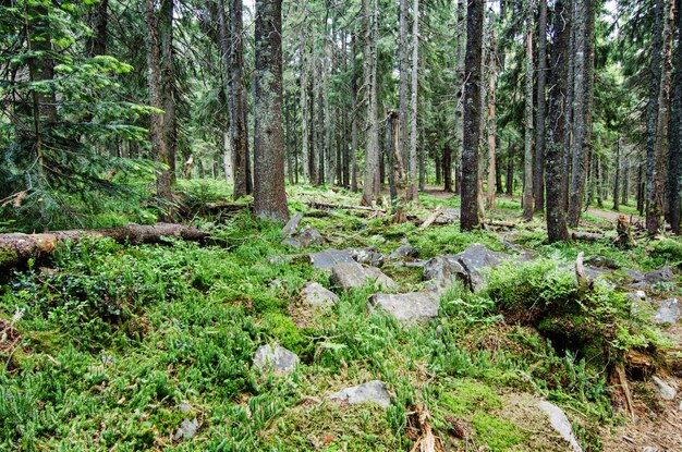 Bosque verde denso
