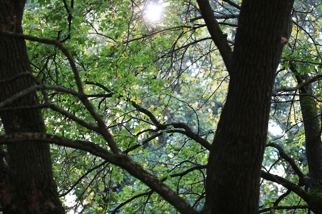 Bosque verde en un día soleado