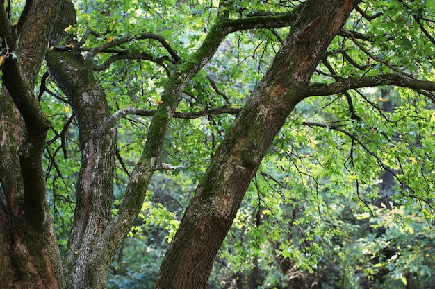 Bosque verde en un día soleado