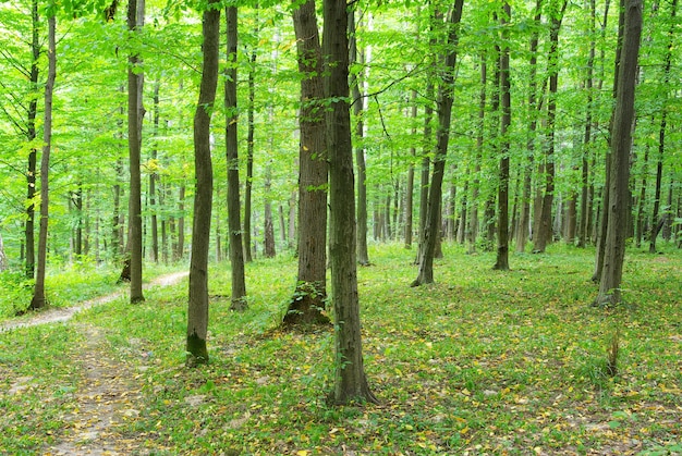 Bosque verde en día soleado