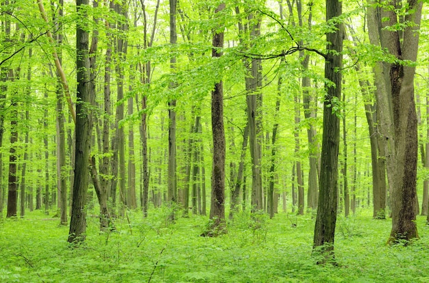 Bosque verde en un día soleado