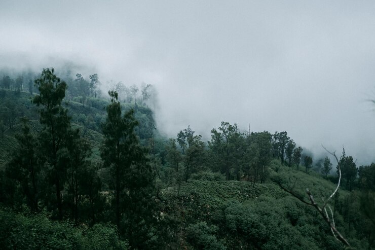 bosque verde envuelto en niebla en la ladera de la montaña el área del cráter Ijen
