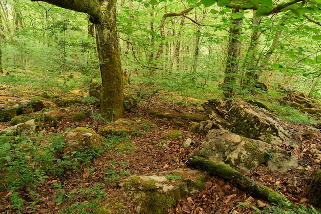 Foto bosque verde exuberante con suelo marrón de hojas y musgo