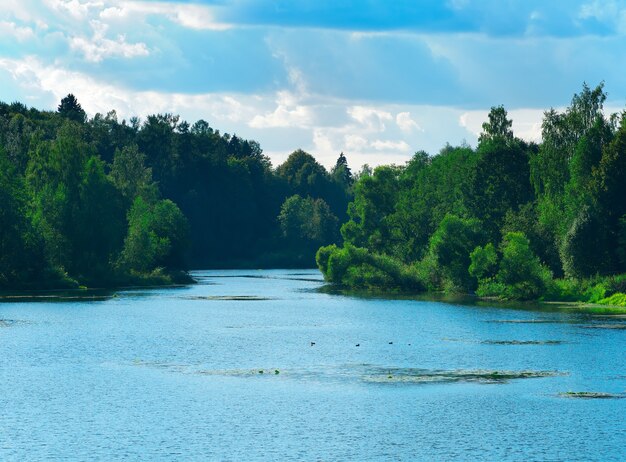 Bosque verde en el fondo del río de verano