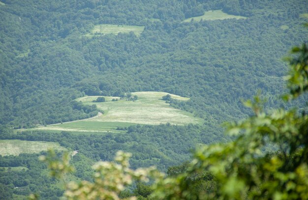 Bosque verde en la montaña