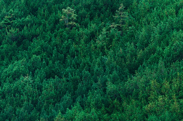 Bosque verde en las montañas Tatra