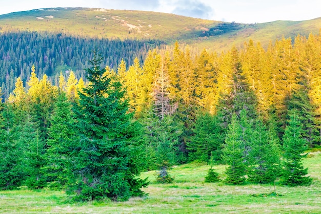 Bosque verde en el paisaje de las montañas al atardecer