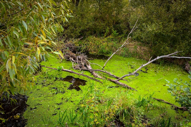 Bosque verde pantano con cielo reflejo..