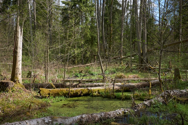 Bosque verde entre los pantanos