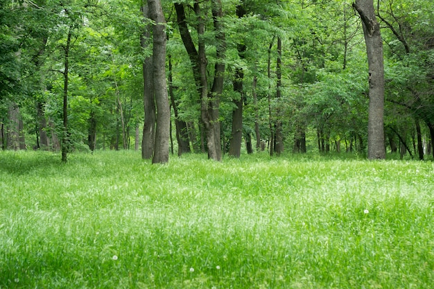 Bosque verde de primavera con árboles altos