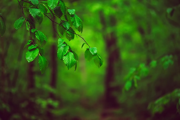 Bosque verde primavera