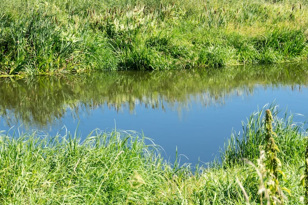 Bosque verde y rio