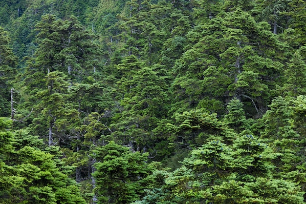 Bosque verde sobre la montaña