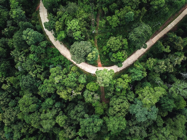 Bosque verde en los trópicos desde arriba y la carretera en el bosque