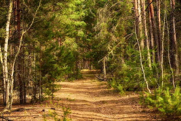 Bosque verde de verano con fondo natural de temporada al aire libre