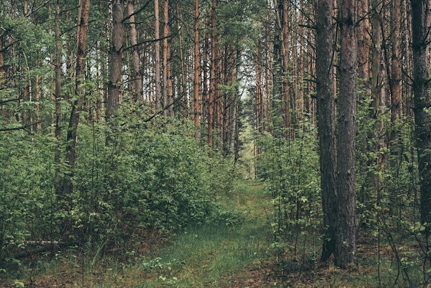 Bosque verde de verano con pinos fondo estacional al aire libre natural