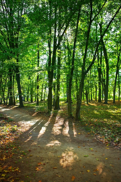 En bosque verde en verano