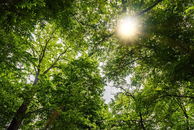 Bosque verde de verano