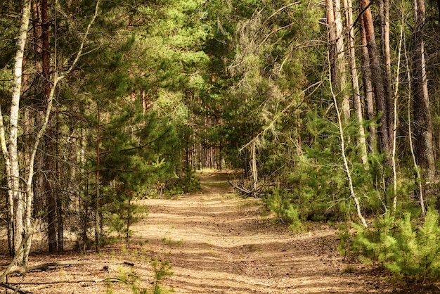 Bosque verde de verano