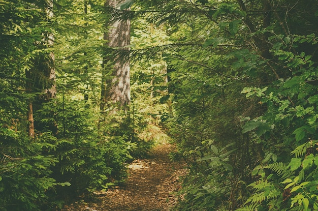 Bosque verde de verano