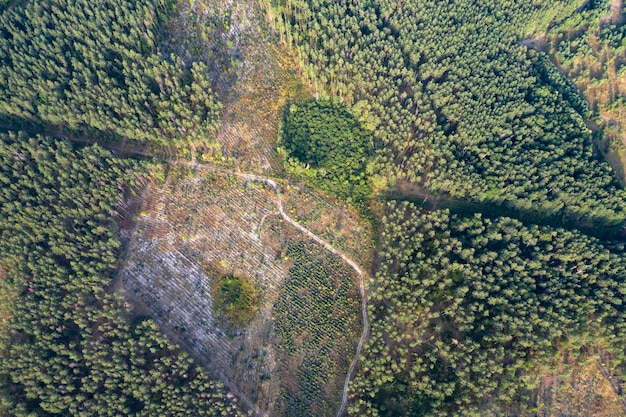 bosque verde, vista desde arriba