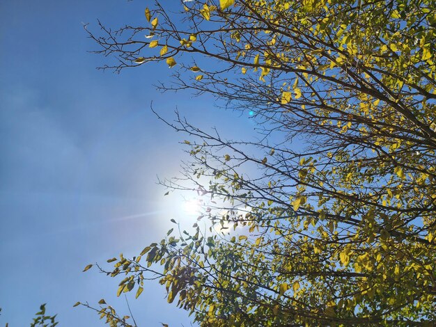 Foto bosque verde con vistas al cielo y al sol