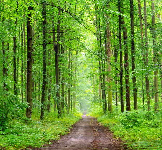 bosque verde