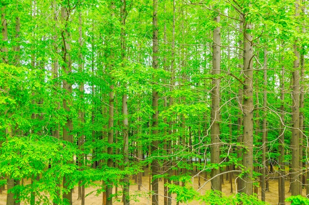Bosque verde