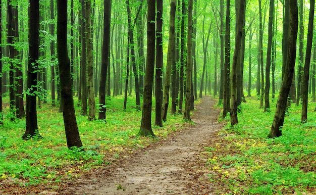 bosque verde