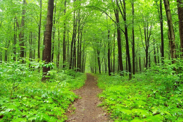 bosque verde