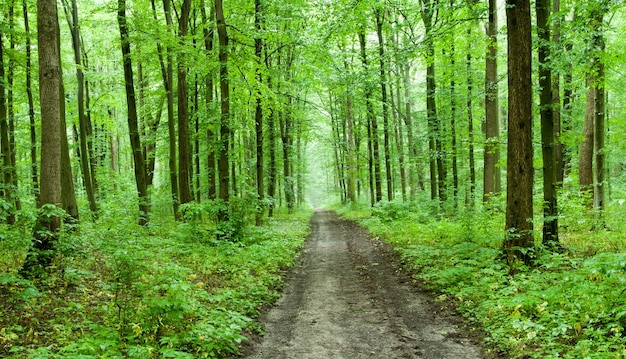 bosque verde