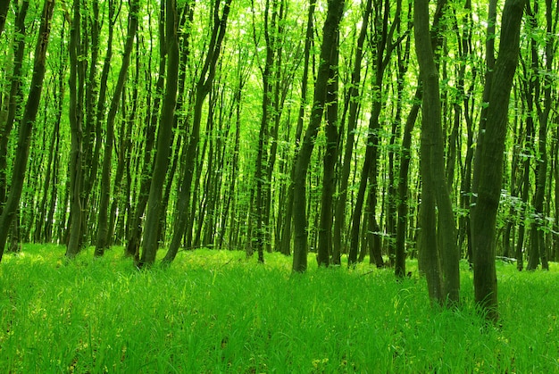 Bosque verde