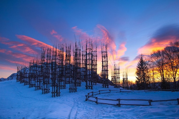 bosque vertical