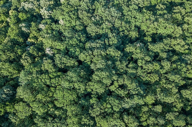 Bosque de vista aérea superior, vista del bosque desde arriba.