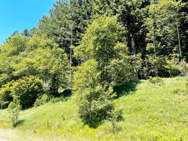 El bosque de Washington visto desde I90