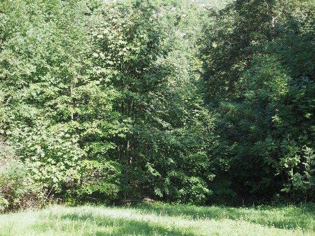 Bosque de Wilson en Brno