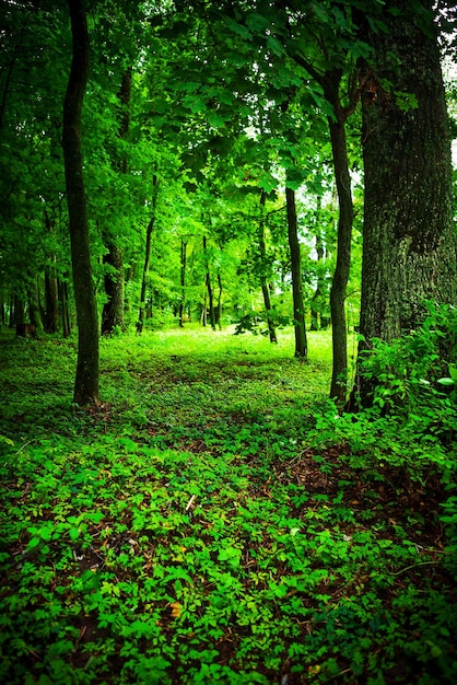 En el bosque