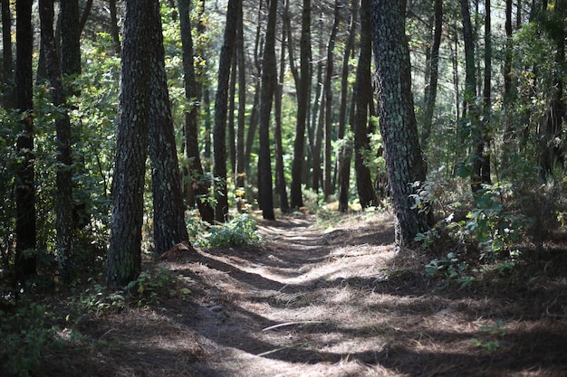 Bosque