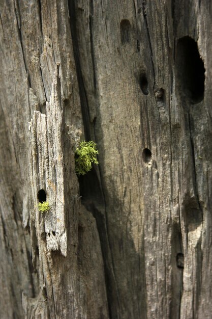 Bosque