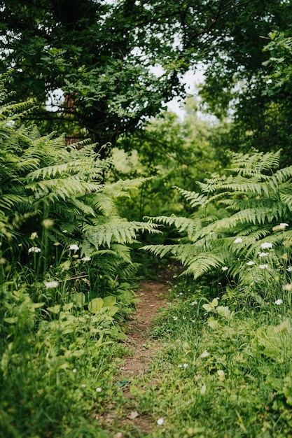 Bosque