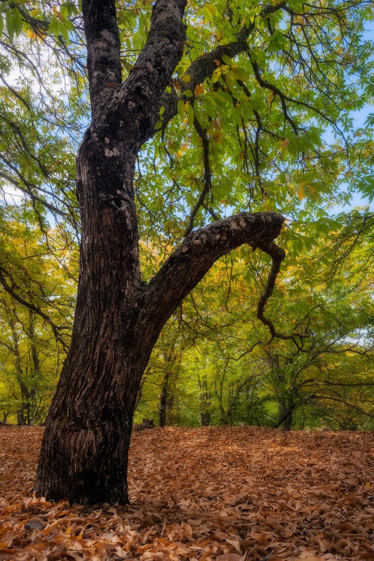 Foto bosque
