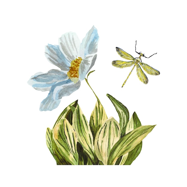 Bosquejo amarillo de la libélula de la flor de la margarita de la hierba. Una ilustración de acuarela. Textura y aislamiento dibujados a mano