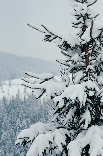 Los bosques de abetos nevados en el brumoso telón de fondo lejano escena invernal pacífica resort europeo