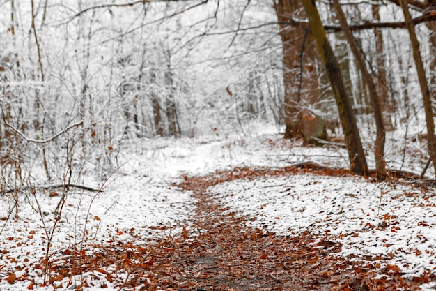 Bosques árboles naturaleza nieve madera