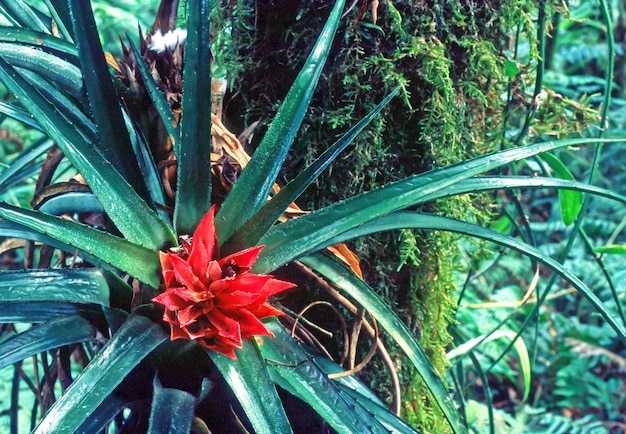 Bosques y bosques preservados dentro de áreas brasileñas con mucha vegetación verde conservando el medio ambiente