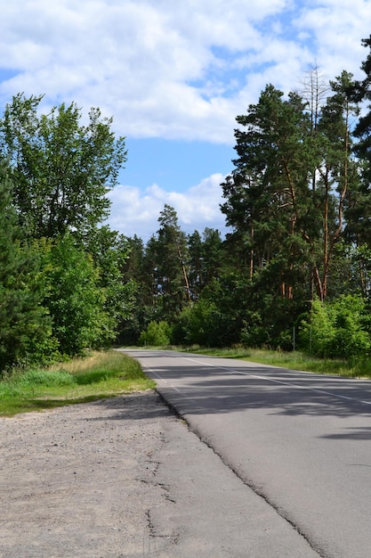 bosques densos de verano de la región de Chernihiv