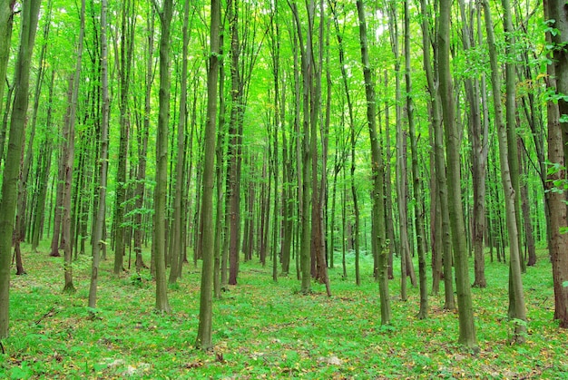 los bosques de fondo