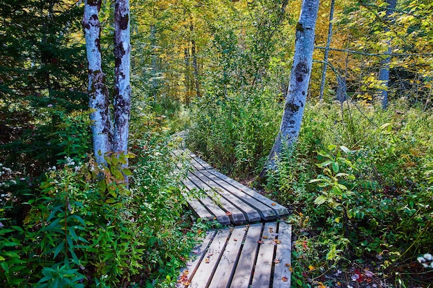 Bosques frondosos en el camino estrecho del paseo marítimo de madera simple en el parque