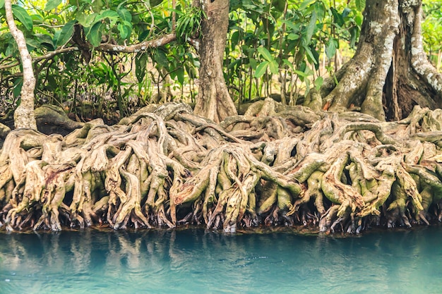 Bosques de manglar